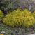 Chamaecyparis pisifera 'filifera KingsGold' Form
