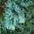 Chamaecyparis pisifera 'Boulevard'