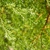 Chamaecyparis thyoides 'Heatherbun'