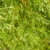 Chamaecyparis thyoides 'Heatherbun'
