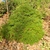 Chamaecyparis thyoides 'Heatherbun'