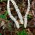 Chamaelirium luteum