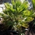 A dwarf, fan-leaf palm with stiff leaflets