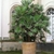 A very large, potted, multi-stemmed palm on a terrace.
