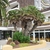 Commercial landscape with large multi-stemmed palm
