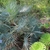 A dwarf, fan-leaf palm with silvery gray leaflets