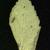 Chamaesyce hirta (L.)