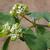 leaves and flowers
