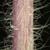 Stem