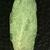 Abaxial Leaf Surface
