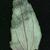 Chamaesyce nutans