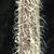 Chamaesyce prostrata stem
