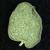 Chamaesyce serpens