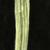 Chamaesyce serpens
