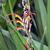 Flower bicolor