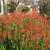 Flower bicolor