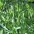 Chasmanthium latifolium