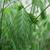 Chasmanthium latifolium