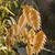 Chasmanthium latifolium