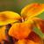 close up of flower