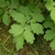 compound leaves. Leaflets are lobed