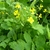 leaves and yellow flowers