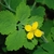 leaves and 4 petaled yellow flower