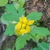 leaves and yellow flowers
