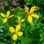 leaves and yellow flowers
