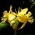 close up of yellow flowers