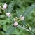 Leafy shoot bearing small pale pink flowers.