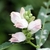 Inflated flower buds that are white tinged with pink.