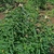 Upright stems with opposite lanceolate leaves & terminal flowers