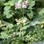 Leafy shoot bearing small pale pink flowers.