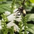 Bumble bee approaching a spike of white tubular flowers