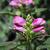 Chelone lyonii