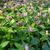 Chelone lyonii