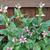 Chelone lyonii