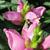 Close up of flower