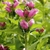 Purple two-lipped flowers