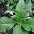 Green serrated leaves