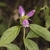 Green serrated leaves and purple flowers