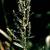 Chenopodium ambrosioides