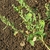 Shoot with sparse foliage & tight, dense spikes of green flowers
