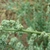 Axillary, dense spikes of tiny, green flowers.