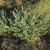 Small shrubby plant with spikes of tiny, insignificant flowers.