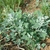 Small leafy plant with whitish new shoots.