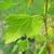 A single leaf with three lobes & an irregularly toothed margin