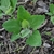 Young plants germinating in mulched soil. Leaves are deltoid.