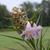 Chilopsis linearis